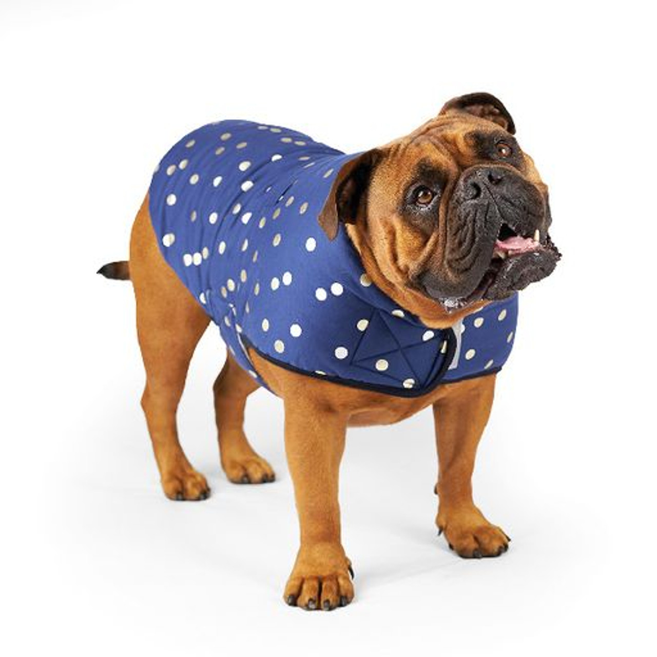 Kazoo Confetti Dog Snuggie Dog Jacket