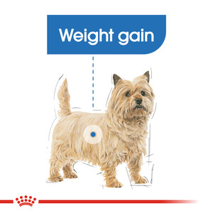 Royal Canin Mini Lightweight Care Dry Dog Food
