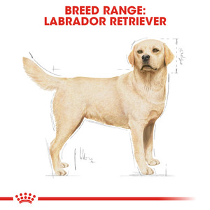 Royal Canin Labrador Retriever Adult Dry Dog Food