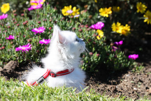 Rogz Alleycat Harness and Lead Set Red