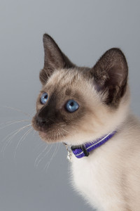 Rogz Alleycat Safeloc Cat Collar Purple