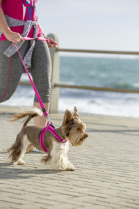 Rogz Utility Classic Dog Lead Black