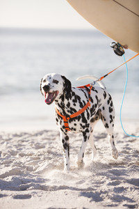 Rogz Utility Step-In Dog Harness Black