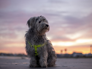 Rogz Utility Step-In Dog Harness Black