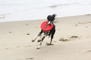 Rogz Flying Object RFO Dog Toy Red