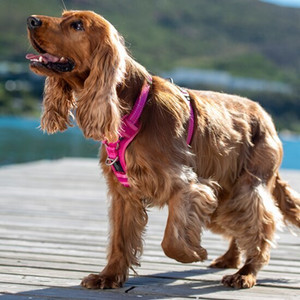 Rogz Control Dog Harness Blue