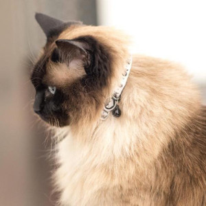 La Doggie Vita Go Fish Cat Collar Black/Taupe