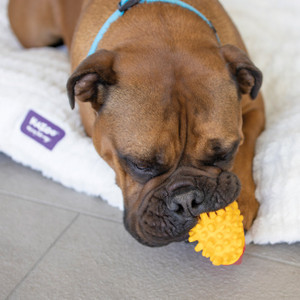 Kazoo Latex Chompin' Chips Dog Toy