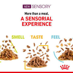 Royal Canin Adult Sensory Taste in Jelly Wet Cat Food Pouches
