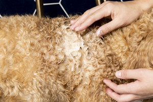 Palmer's for Pets Superior Polish Conditioner with Coconut Oil bath