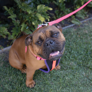 Kazoo Active Nylon Dog Lead Bloom Burst dog