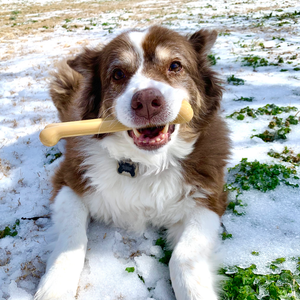 Sporn Durable Marrow Chew Bone Peanut Butter