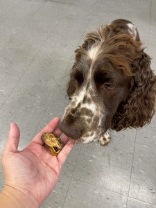 CHOMPY Green Lipped Mussels  Dog Treats