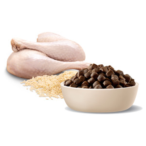 ADVANCE Medium Terriers Turkey with Rice Dry Dog Food
