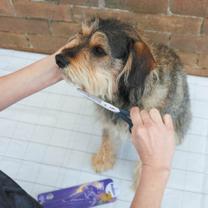 Kazoo Thinning Pet Scissors