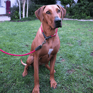 Rogz Rope Classic Lead 1.8m
