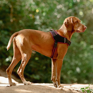 Rogz AirTech Sport Harness - Small