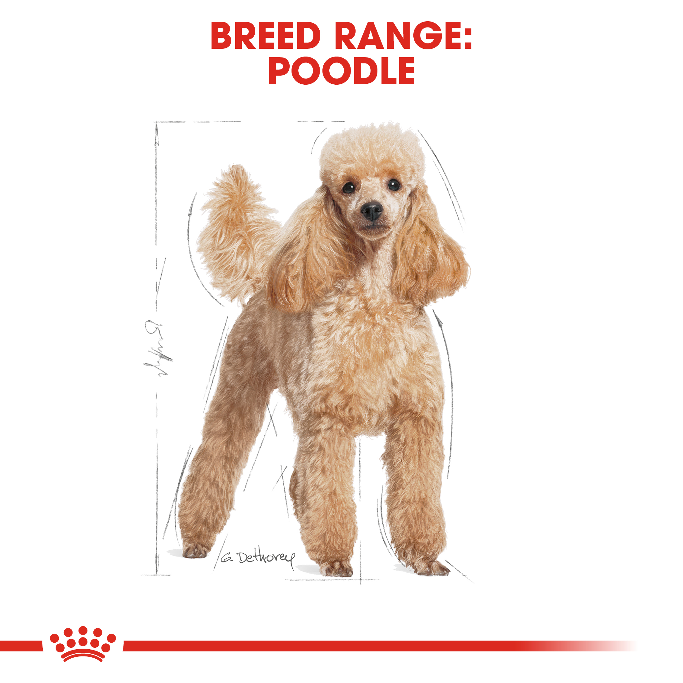 Standard poodle shop dog food