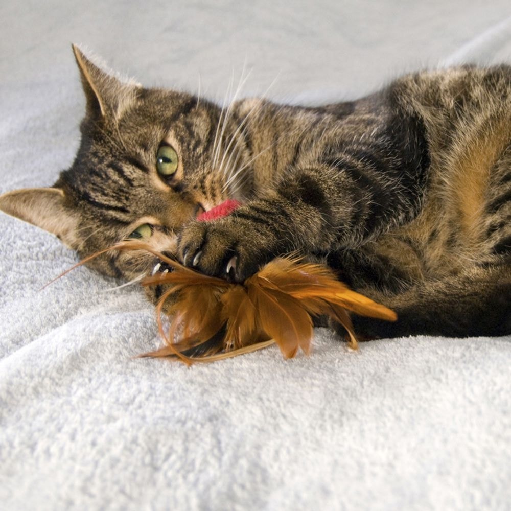 crinkle cat toy