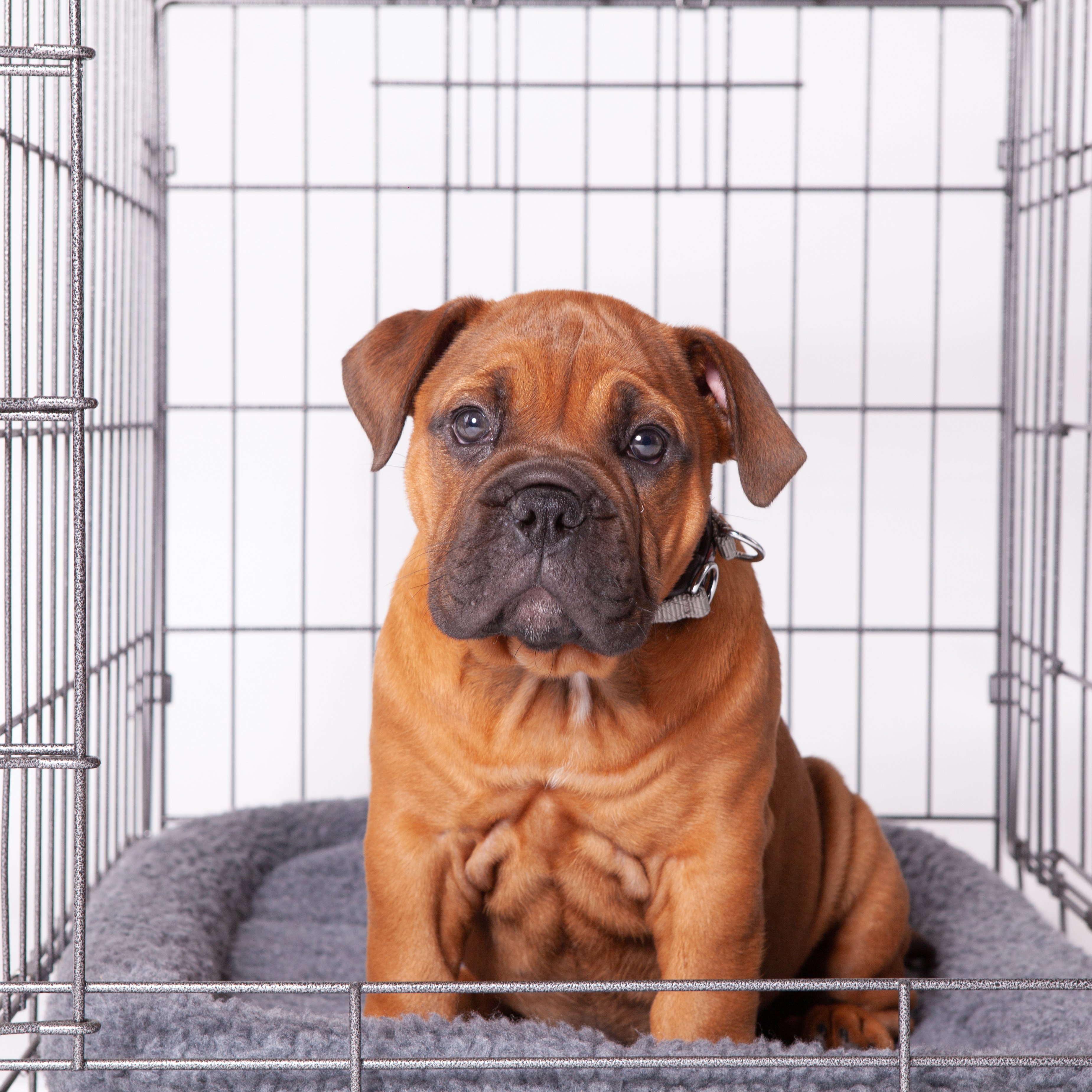 Kazoo Premium Collapsible Dog Crate