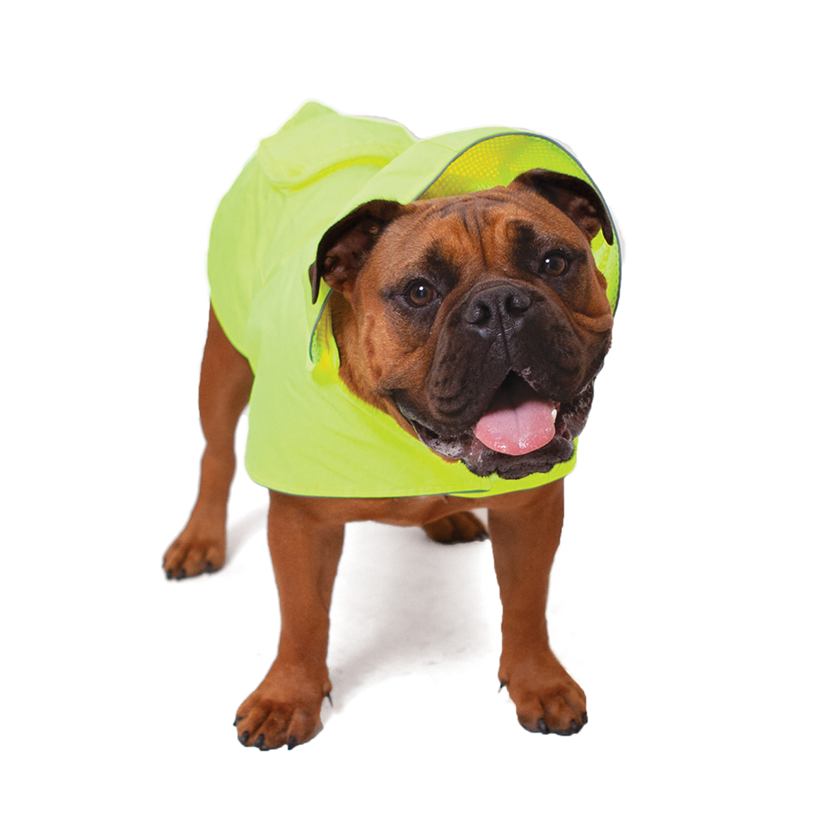 dog raincoat and wellies