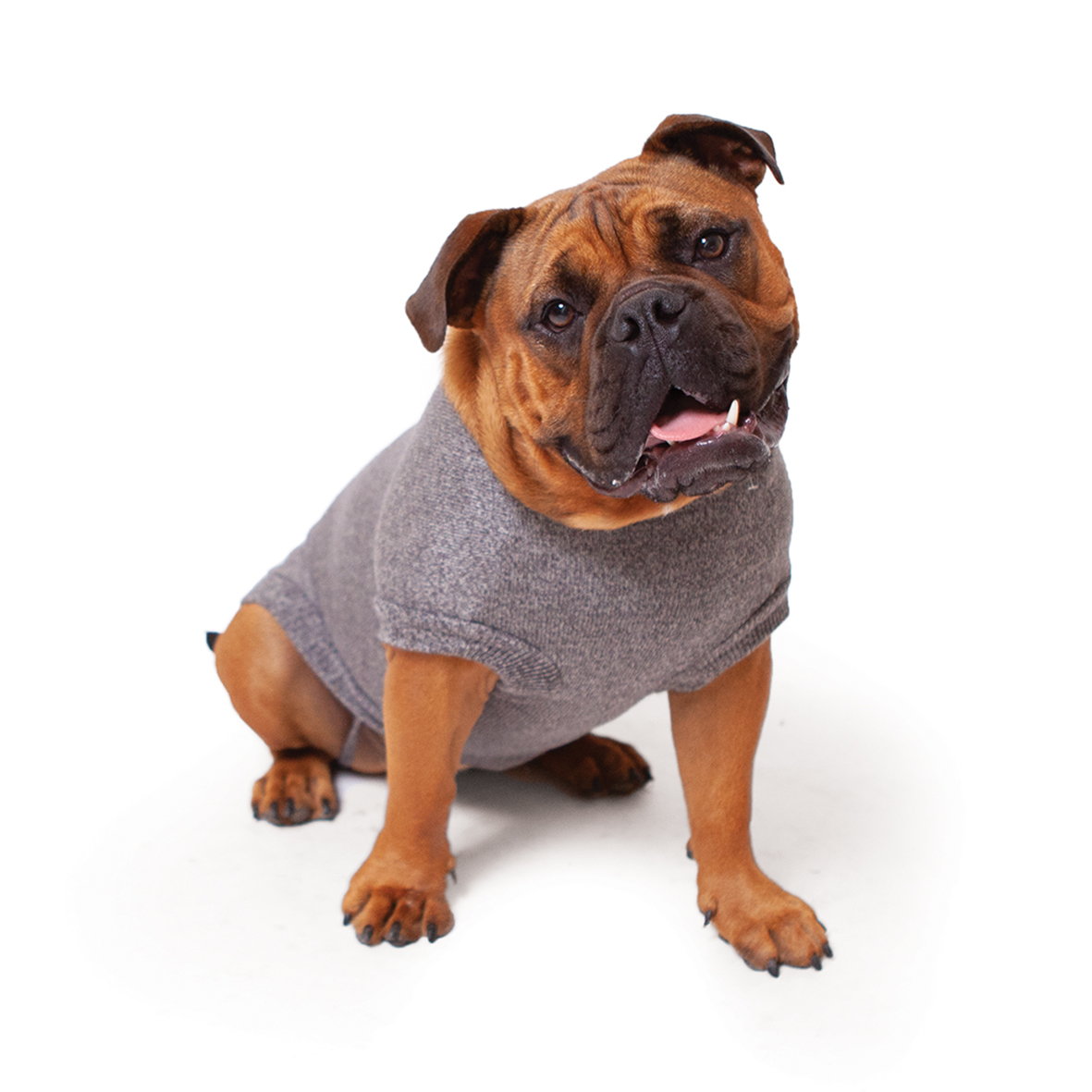 grey dog jumper