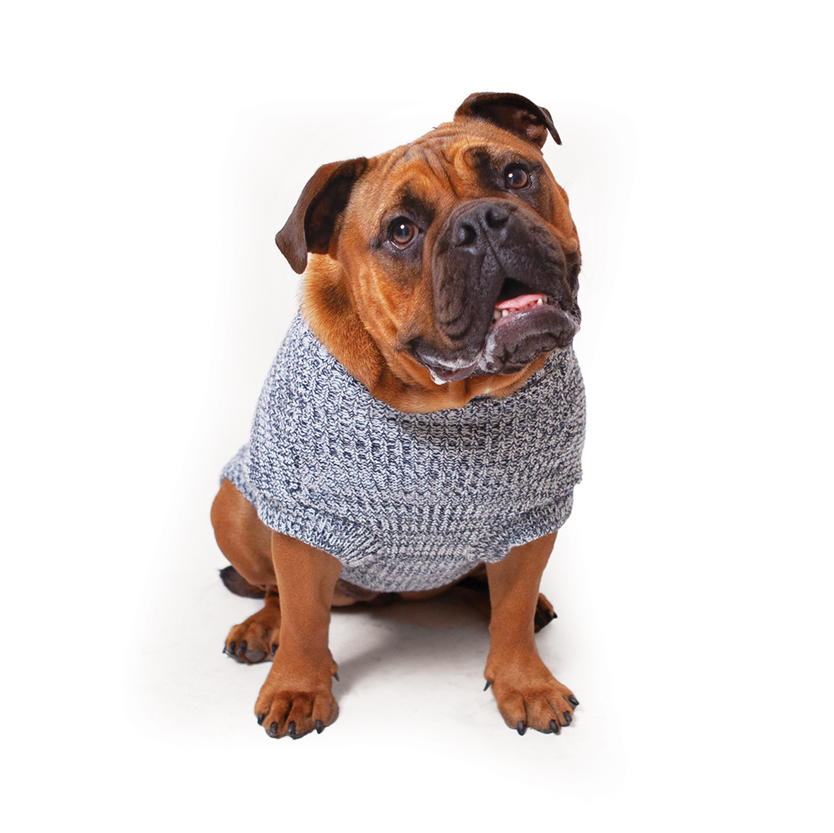 grey dog jumper