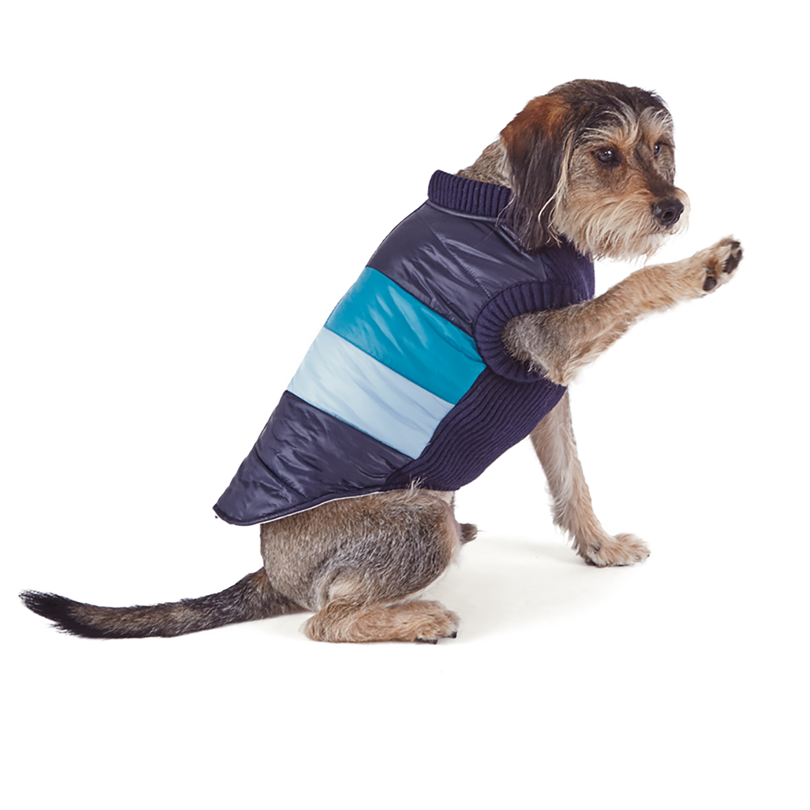 Kazoo dog jumper clearance