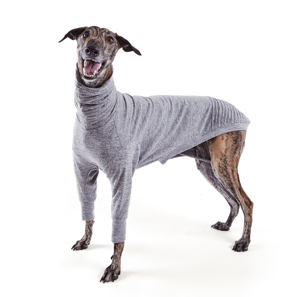 sighthound jumper