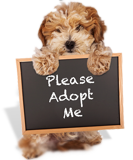 adoption