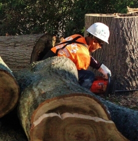 Tree Service & Logging