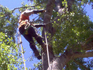 arm-chaps-tree-service-2.jpg