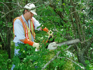 arm-chaps-tree-trimming.jpg