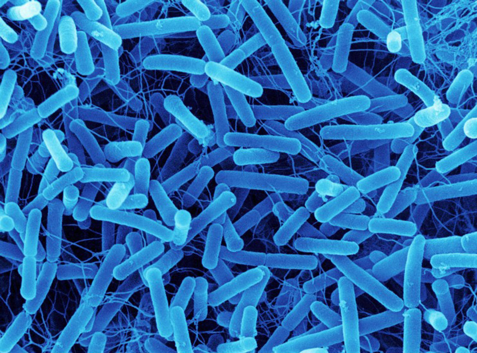 Common antibiotics used in dentistry dental didactics ce