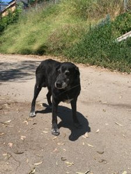 Prioritizing Our Pets' Health: Rethinking Spaying and Neutering