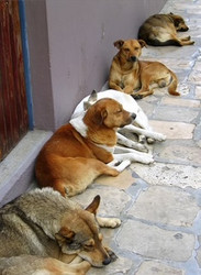 Do older dogs need to have a social life? Do older dogs need to have a social life?