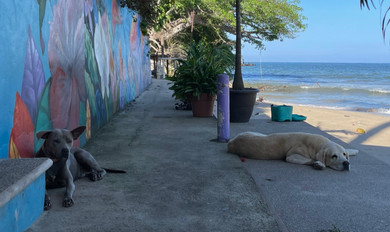 Tips on Preventing and Healing Anal Gland Problems in Dogs and Cats