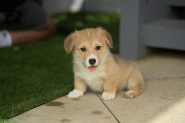 Tips for Preventing and Managing Simple Ear Problems in Dogs and Cats