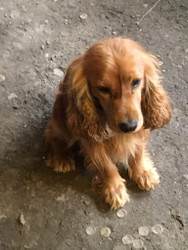 Titer Testing and Nosodes