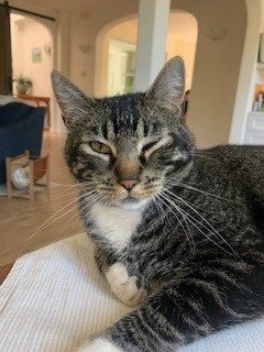 The Healing Power of a Cat's Purr