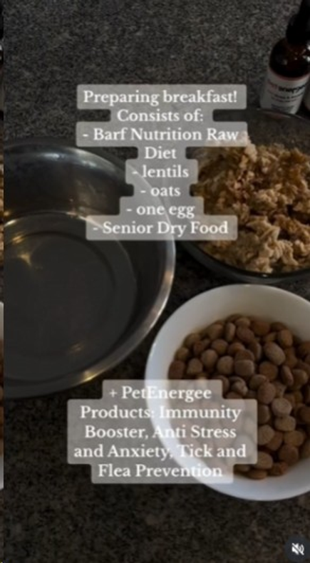 DAY IN THE LIFE of Dr Nespor’s healthy 15.5 year old labrador!!