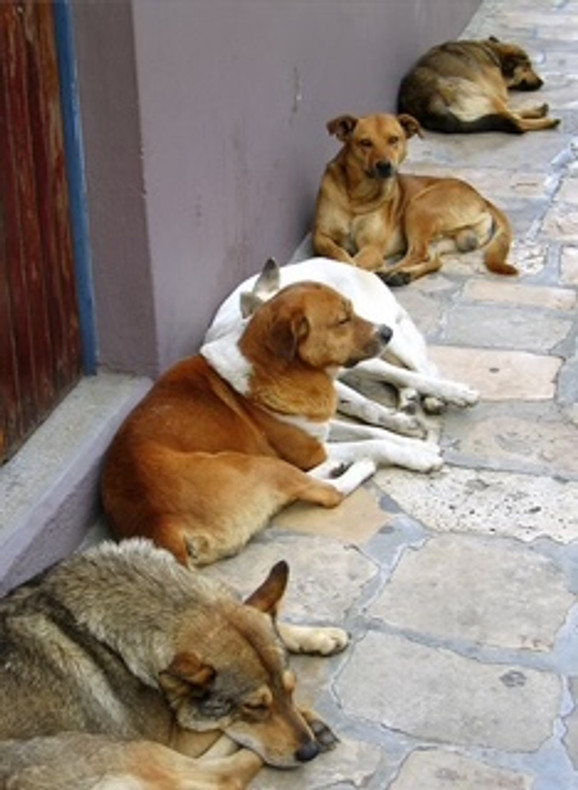 Do older dogs need to have a social life?