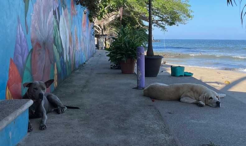 Tips on Preventing and Healing Anal Gland Problems in Dogs and Cats