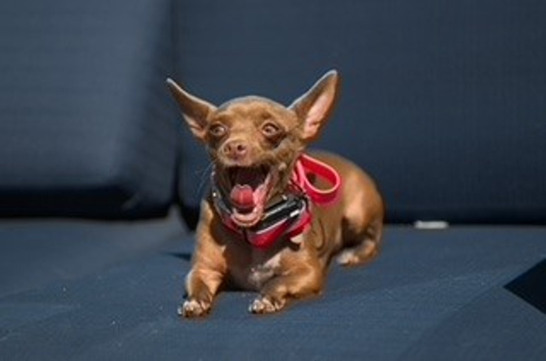 Does the Holiday season create stress and anxiety for our pets?