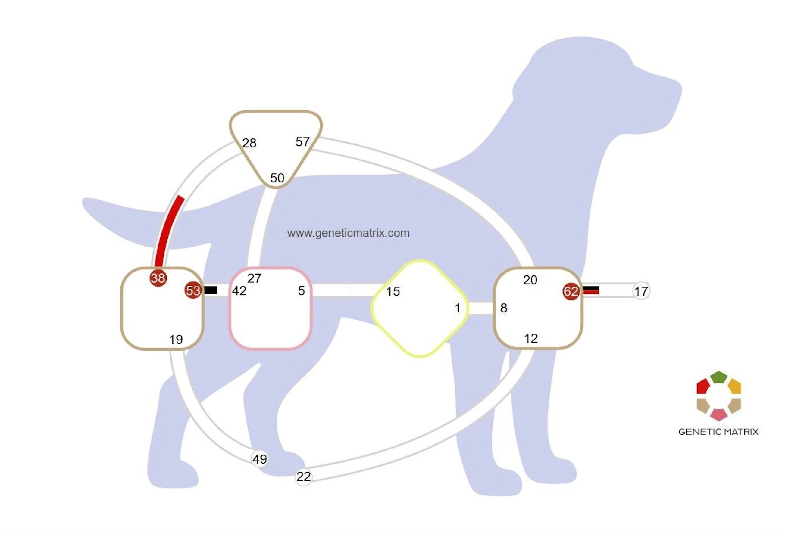 Animal Body Graph 1