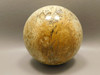 Petrified Wood Sphere  2.5 inch Stone Indonesia Palm #O14