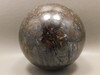 Petrified Paleosmunda Wood 3 inch Sphere Australia Rare Fossil #O2