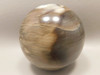 Arizona Petrified Wood Sphere Stone 3 inch Fossilized Ball 75 mm #OA3