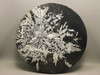 Chrysanthemum Stone Large Plate 9.5 inch Natural Decorator Rock #O21