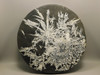 Chrysanthemum Stone Large Plate 9.5 inch Natural Decorator Rock #O21